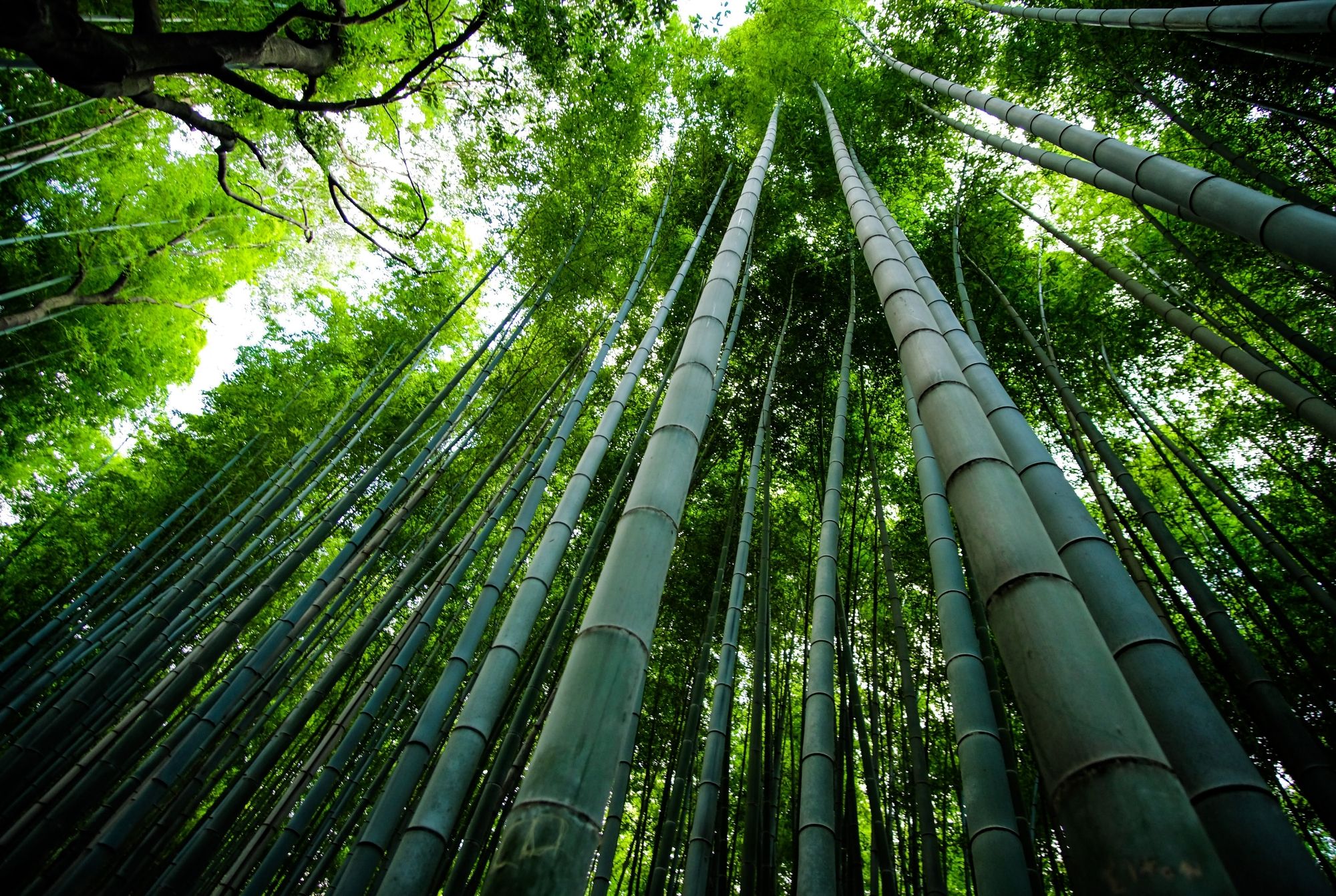 Бамбук в дикой природе