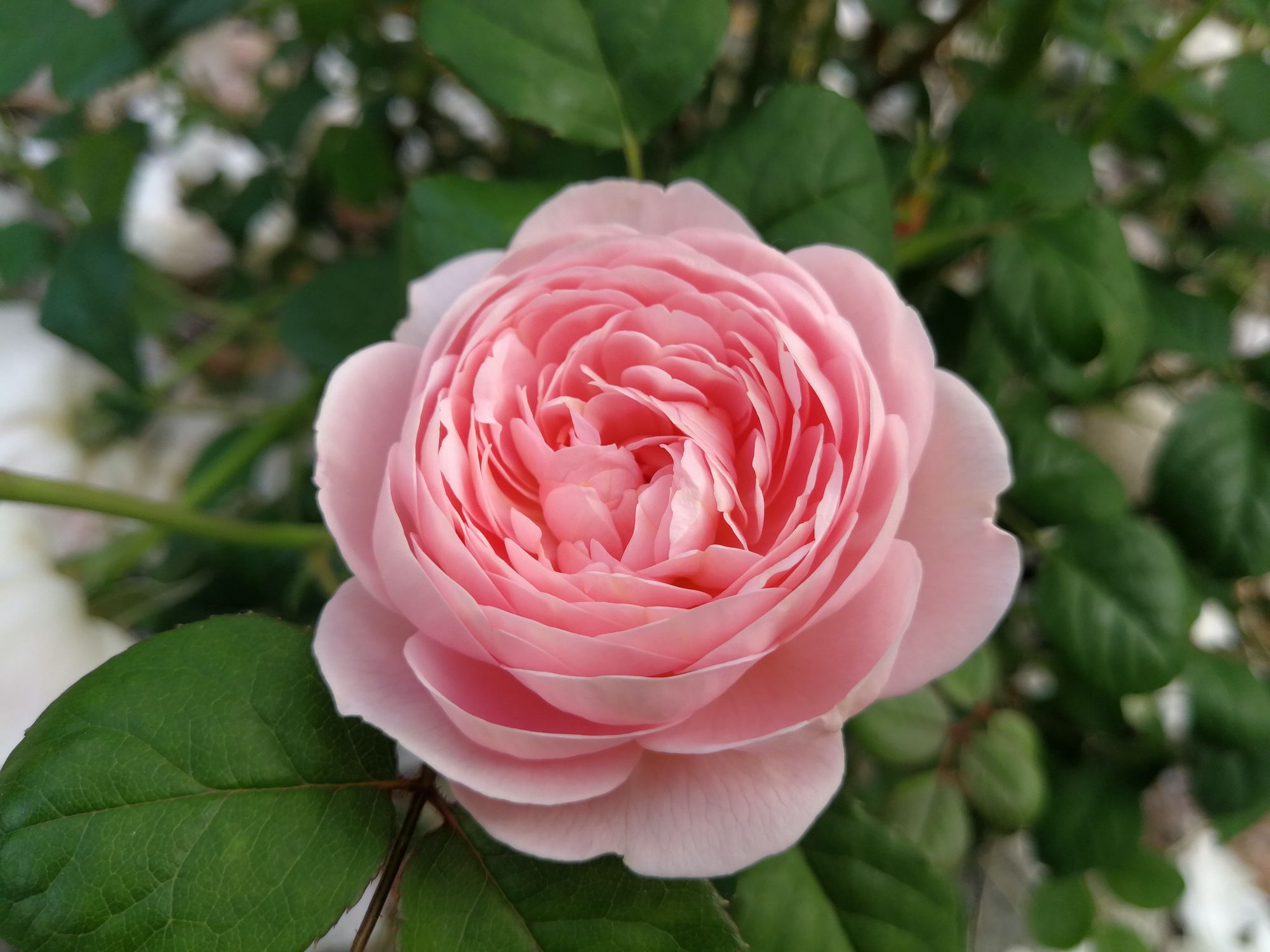 Розовая эквадорская розы