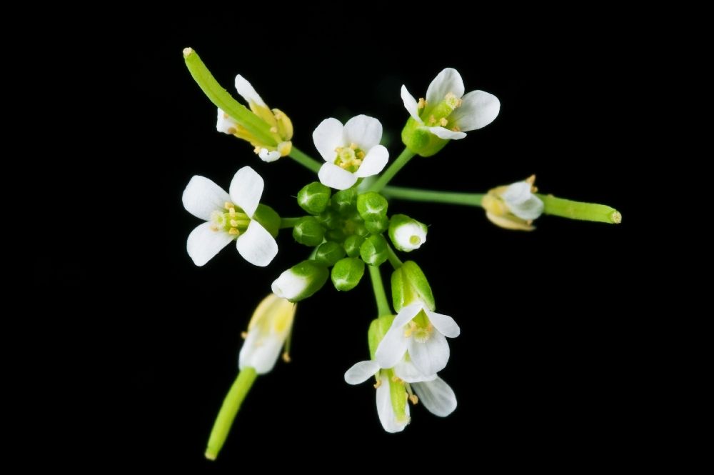 https://www.jic.ac.uk/blog/arabidopsis-the-not-so-humble-weed-part-1/
