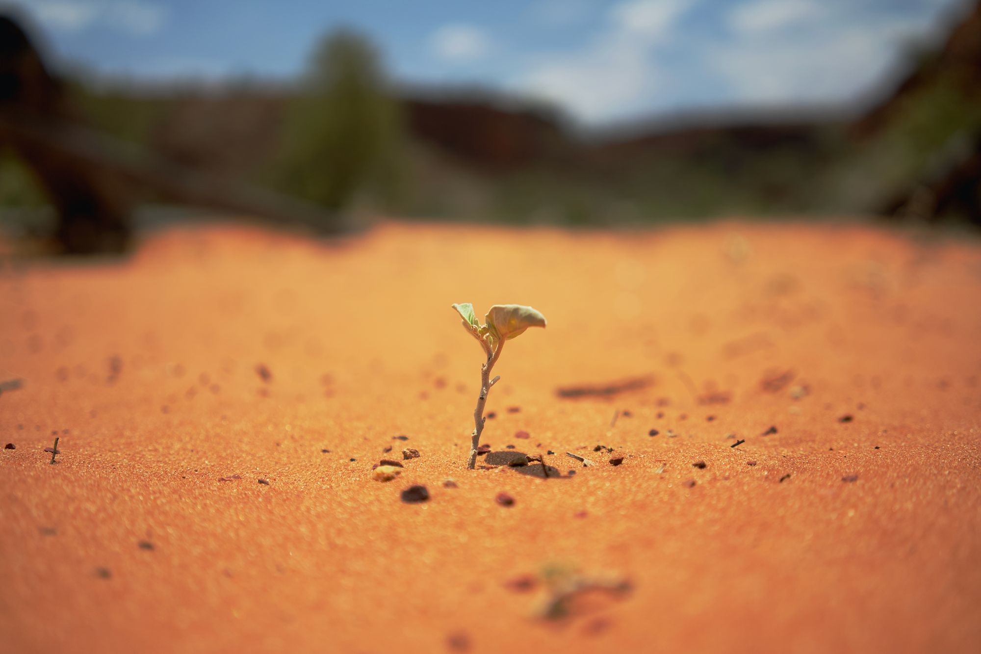 Зеленые спартанцы: 5 растений пустыни, живущие почти без воды